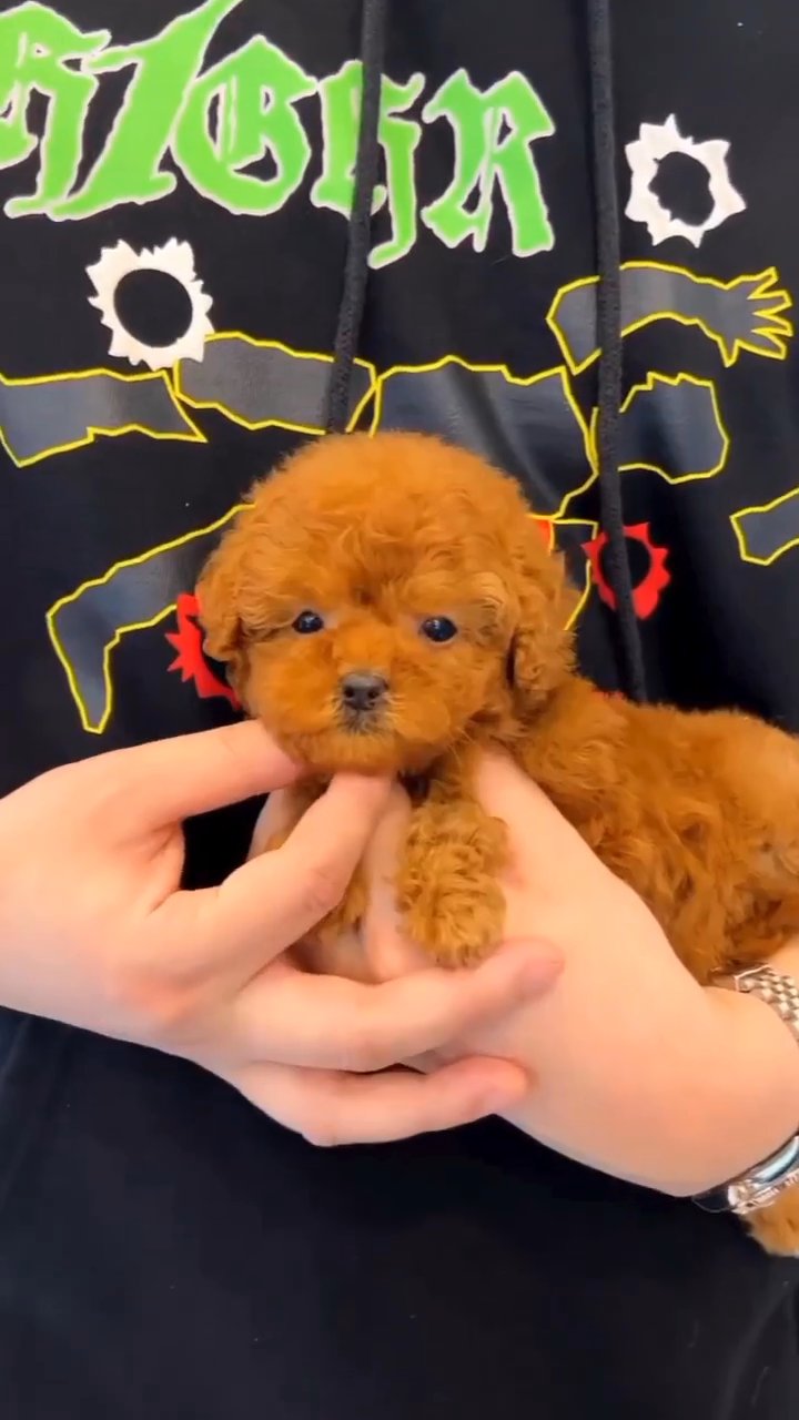 RED TEACUP POODLE FEMALE PUPPY AVAILABLE in Dubai for sale Camlist UAE