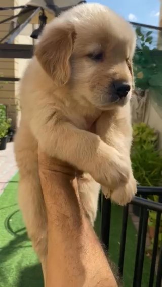 Golden Retriever Puppies in Dubai for sale - Camlist UAE