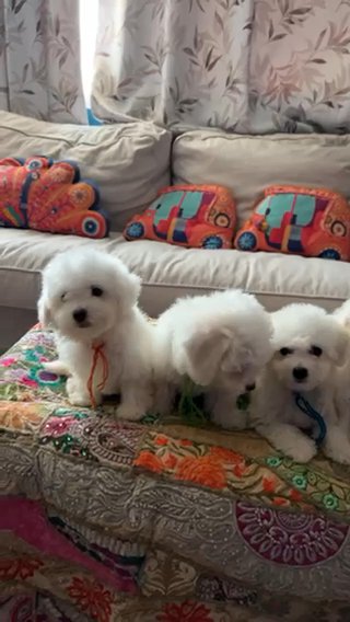 Bichon frise for sale near best sale me cheap