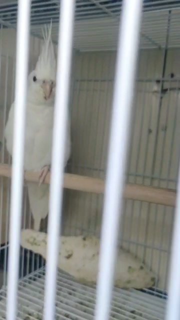 Albino Red Eyes cocktail in Dubai for sale - Camlist UAE