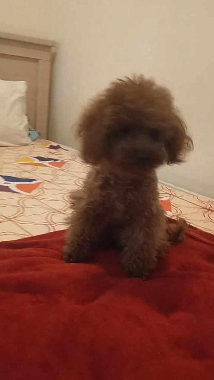 Teacup poodle male in Dubai for sale - Camlist UAE