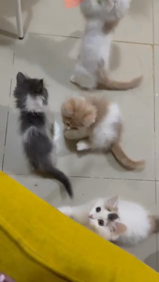 Persian cats in Abu Dhabi