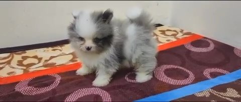 Teacup pomeranian sale near hot sale me