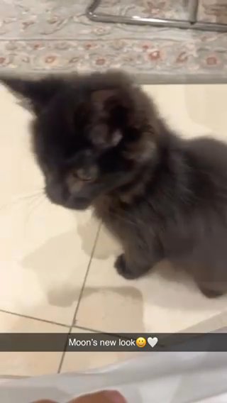Moon (Persian Black Cat) (adoption) in Dubai