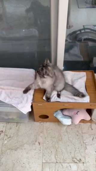 🐱Pedigreed Persian Cat |Five Months Old | Free Adoption in Dubai