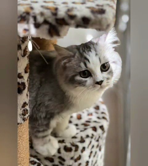 Persian + European Shorthair kitten in Dubai