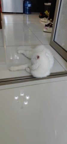 Cat White in Dubai