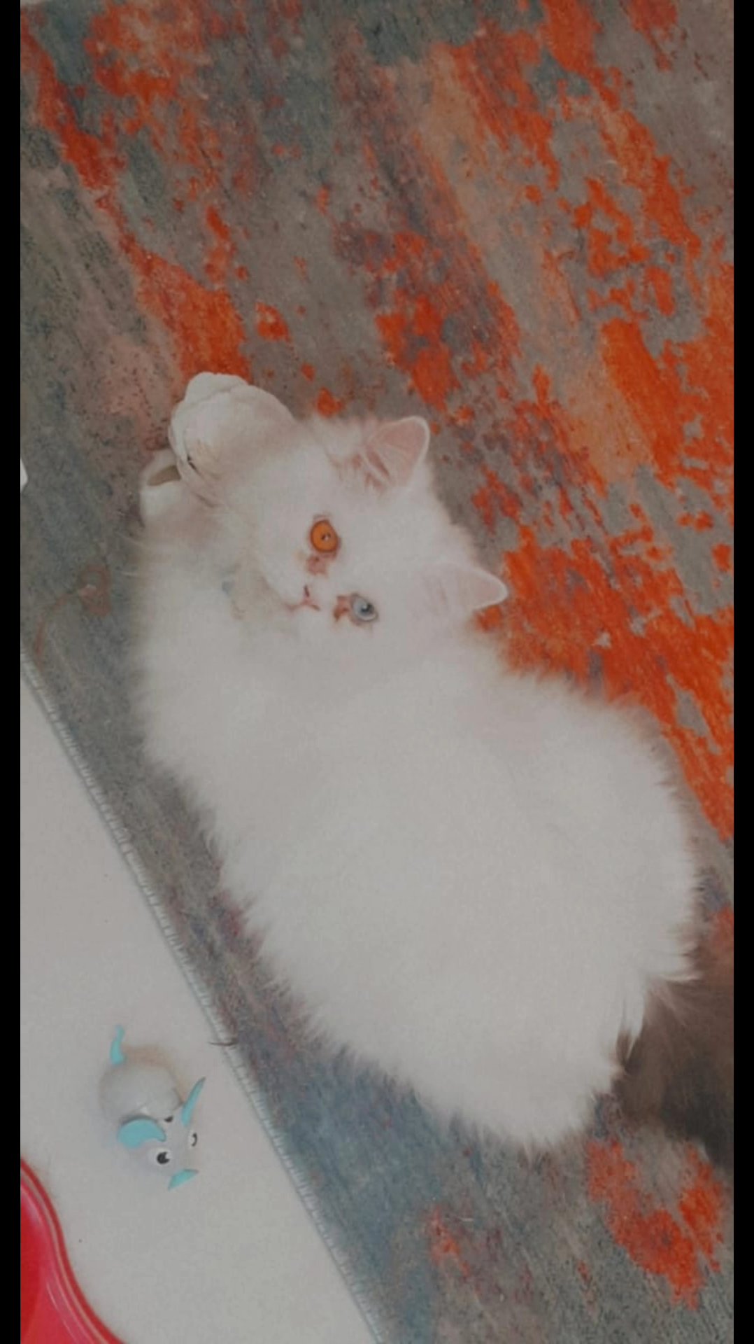 Persian with Dual Color Eyes (Icy Blue & Yellow) in Abu Dhabi