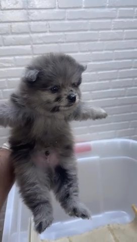 Merle pomeranian 2024 for sale