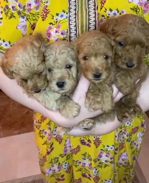 Teacup poodle best sale near me