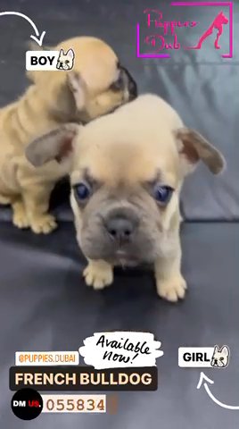 The Amazing French Bulldogs In Dubai For Sale - Camlist Uae