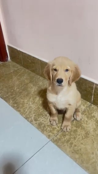 Golden Retriever Puppy Pure Male Top Quality In Dubai For Sale 