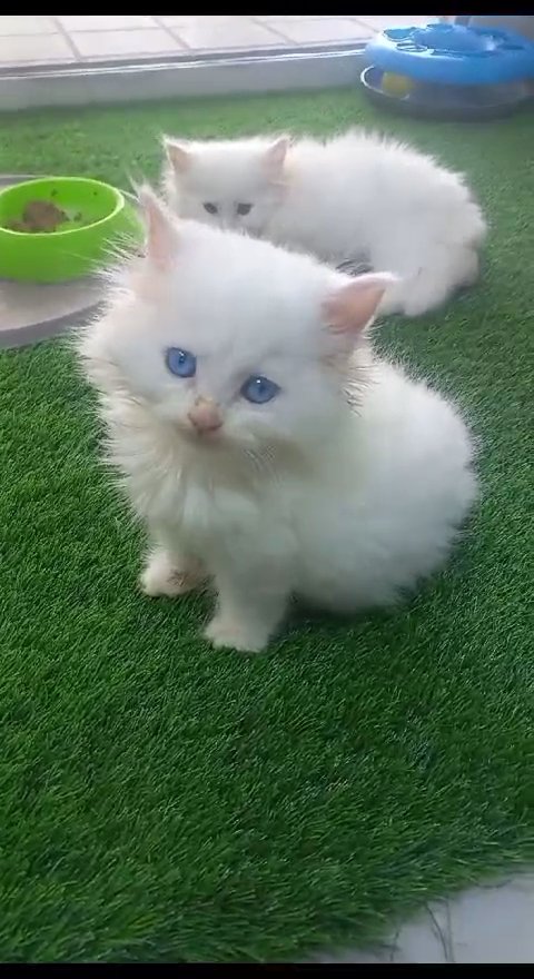 White persian best sale kittens for sale