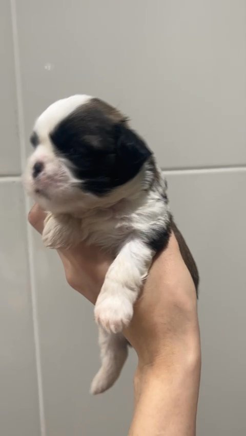 pure female she tzu in Dubai for sale - Camlist UAE