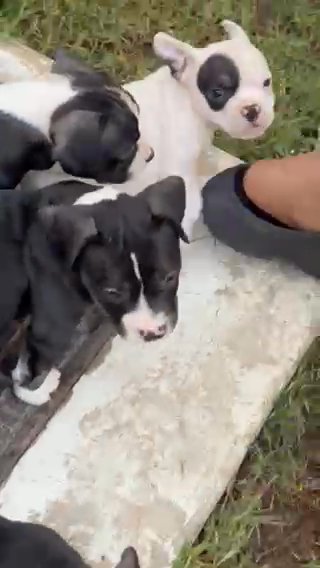 High Quality American Bully Puppies in Dubai for sale - Camlist UAE