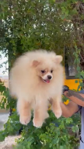 Pomeranian puppies for sale near best sale me craigslist