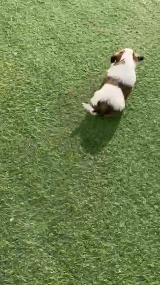 Shihtzu Puppies in Dubai