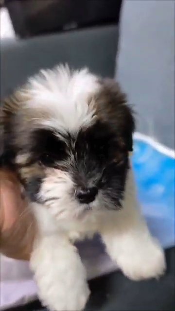 shih tzu in Dubai