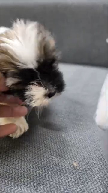 Shih tzu in Dubai