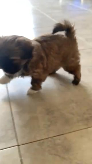 Shihtzu in Abu Dhabi