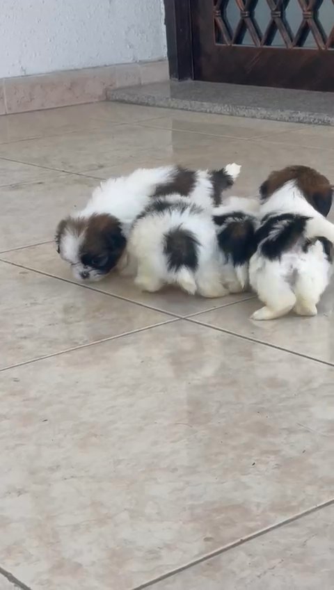 shihtzu puppys in Dubai