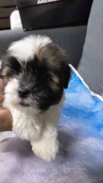 Shih tzu in Dubai